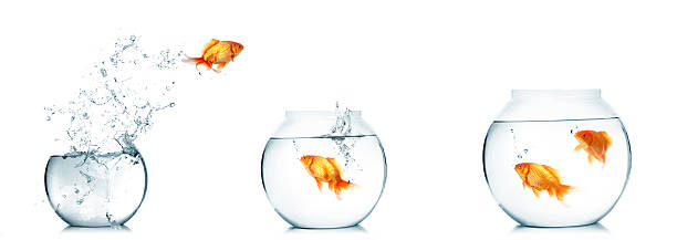 istock Goldfish jumping out of the broken fishbowl 498945636