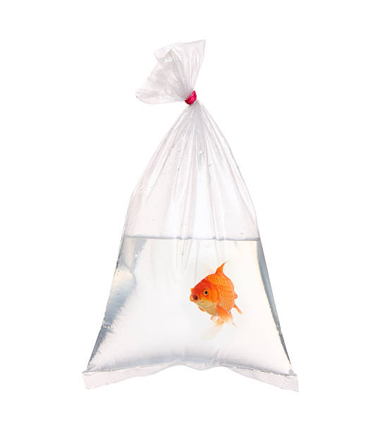istock goldfish in the water packet 498945942