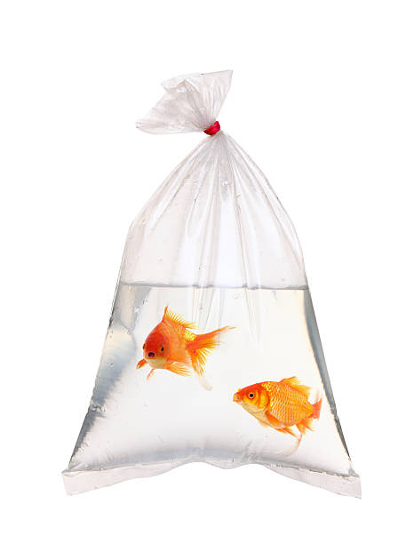 istock Pair of goldfish in the water packet 498946026