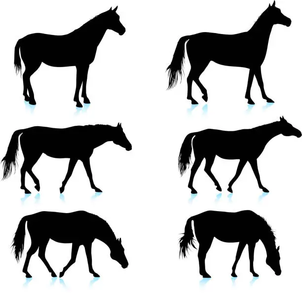 Vector illustration of Horse Silhouette Detailed Vector Set on White Background