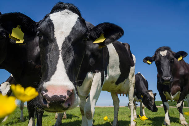 istock Curious Cows on green meadow with buttercups under blue sky 498947416