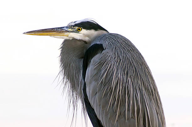 istock great blue heron bird close-up of head 498947644