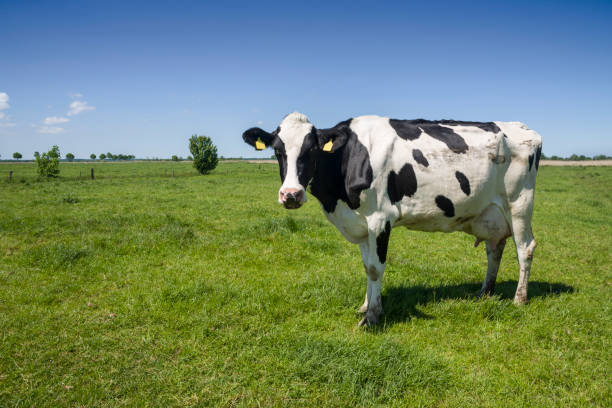 istock One cow on green meadow under blue sky 498948380