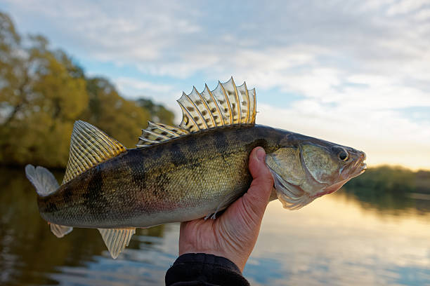 istock Walleye in fisherman's hand 498948656