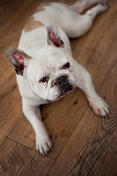 istock Bulldog on the floor 498948750