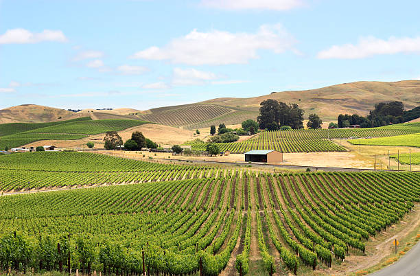 paisaje de viñedos campo en el valle de napa - hill green california grass fotografías e imágenes de stock