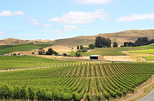 シーンのフィールドのナパバレーブドウ園 - vineyard in a row crop california ス��トックフォトと画像