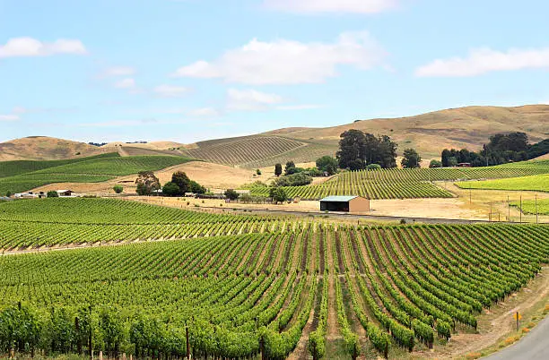 Photo of Scene of vineyard field in napa valley