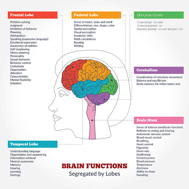 Human brain anatomy and functions Guide to the human brain anatomy and human brain functions segregated by lobes. Brain structure infographics. lobe illustrations stock illustrations