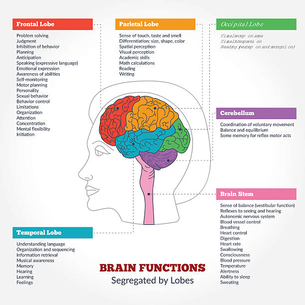 Human brain anatomy and functions Guide to the human brain anatomy and human brain functions segregated by lobes. Brain structure infographics. piece of mind stock illustrations