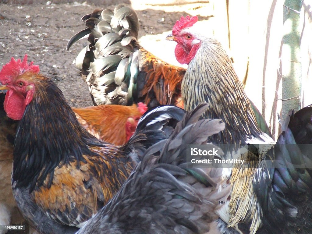 farm animals The photo was made in 2014, Ukrainian photographer Thor Mitty.  Animal Stock Photo