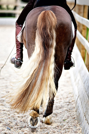 Horse tail hair swishing whilst trotting