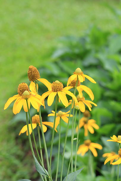 istock Yellow Flowers on Green Field. 498950873