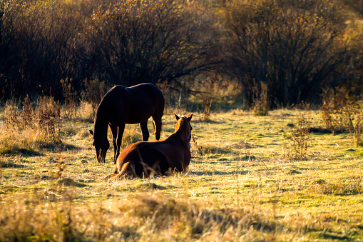 Silhouettes of two horses in pasture. One of them is eating grass, second is resting nearby.