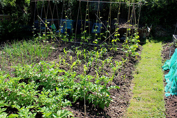 istock Vegetable garden with potatoes, corn on the cob, runner beans 498952087