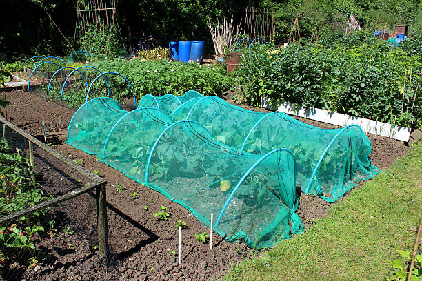 imagen del huerto jardín de vegetales con cabbages que cubre en red - plowed field field fruit vegetable fotografías e imágenes de stock