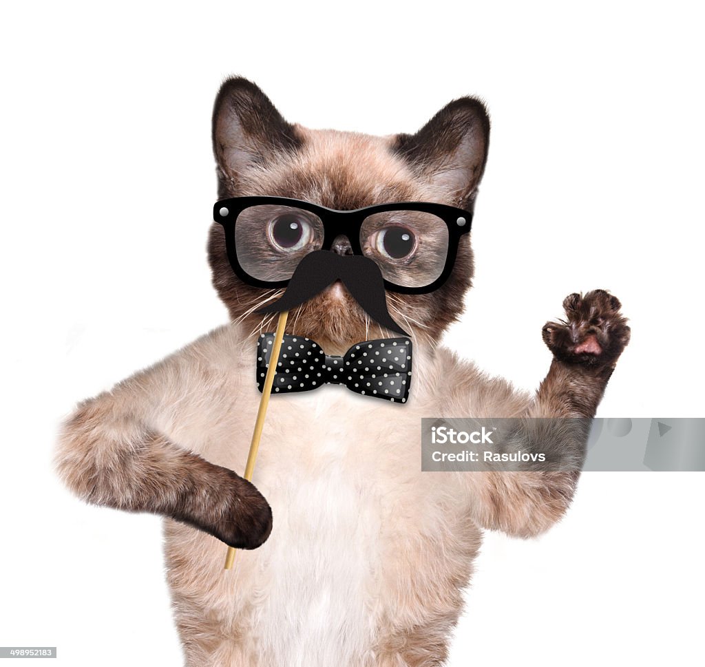 Hipster cat - Foto de stock de Agarrar libre de derechos