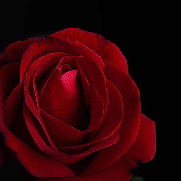 istock Red rose flower on black background 498952251