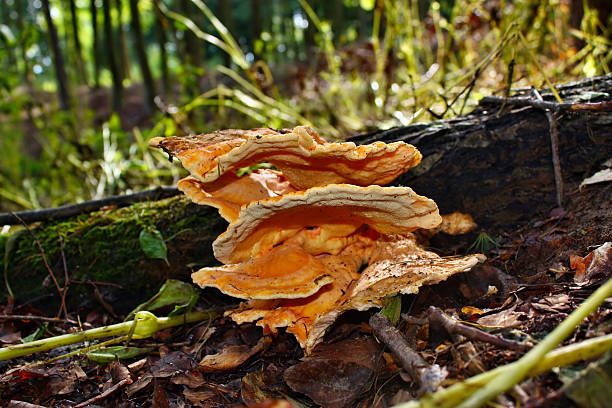 istock Edible mushroom laetiporus sulphureus 498952410
