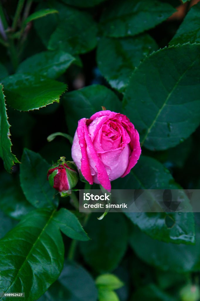 Rose Roses After Rain Rose roses after rain, vertical Beauty In Nature Stock Photo