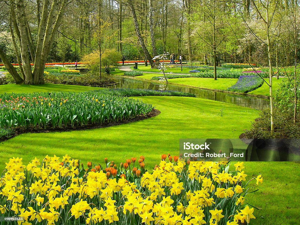 Yellow Daffodils in Spring at Keukenhof Gardens Netherlands Awe Stock Photo