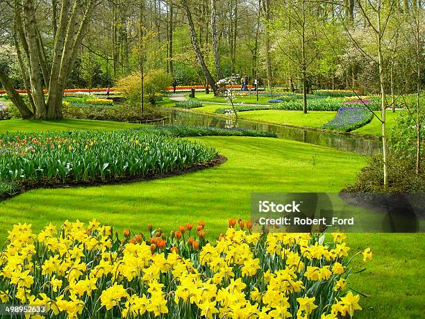 Yellow Daffodils In Spring At Keukenhof Gardens Netherlands Stock Photo - Download Image Now