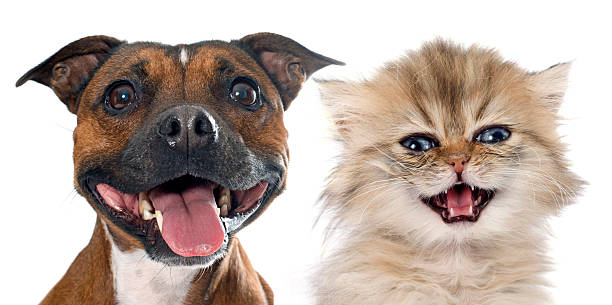 istock stafforshire bull terrier and persian kitten 498952830