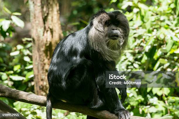 Photo libre de droit de Macaque Ouandérou banque d'images et plus d'images libres de droit de Grand singe - Grand singe, Macaque ouandérou, Singe