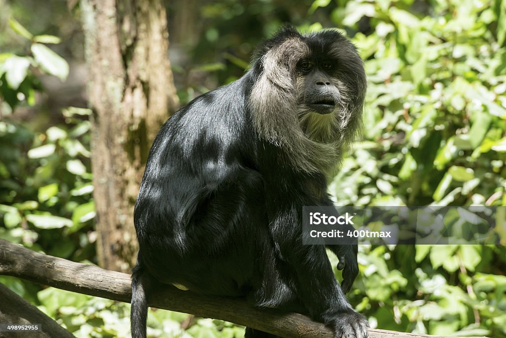 Lion Tailed Macaque - Zbiór zdjęć royalty-free (Lew Ogoniasty Macaque)