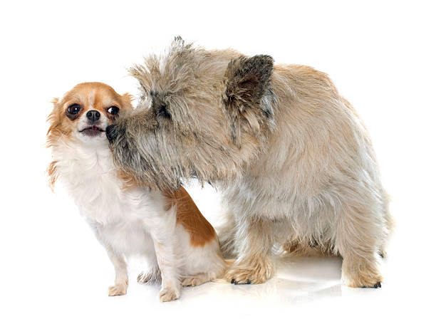 istock purebred cairn terrier and chihuahua 498953034