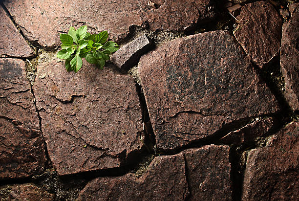 Erva crescimento na parede - fotografia de stock