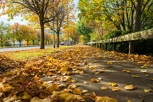 istock Footpath covered in autumn leaves 498954462