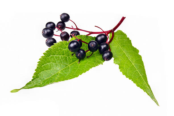 baya del saúco - elderberry fotografías e imágenes de stock