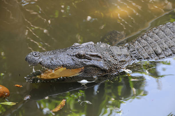 istock Adult Dangerous Crocodile 498954782