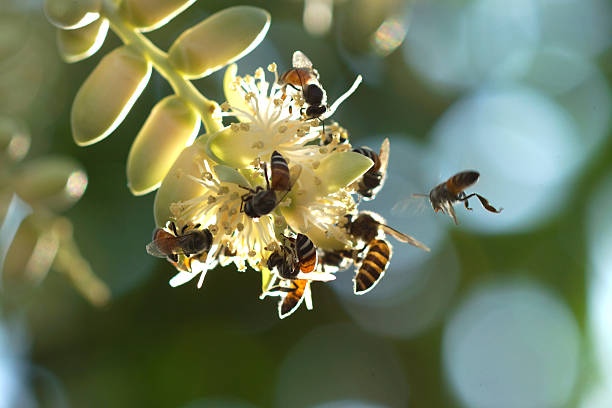 Bees collect nectar at palm flowers.