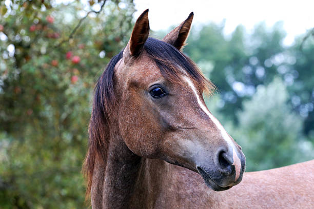 istock Purebred arabian foal posing in the garden 498955678