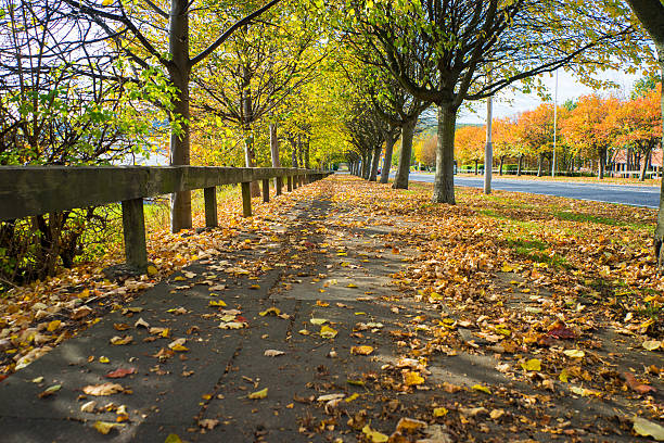 istock Footpath covered in autumn leaves 498955886