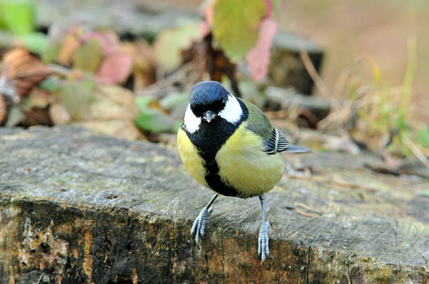 istock Great tit. Bird tit, november, autumn. 498956338