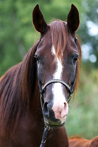 istock Beautiful arabian breed mare looking at camera 498956422