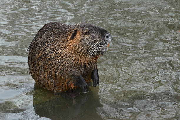 istock Nutria with brown fur in water 498956705