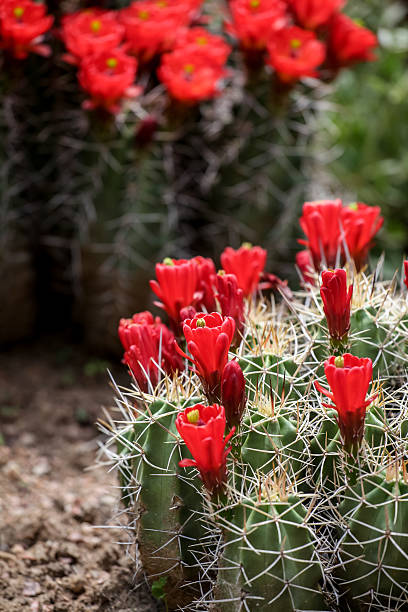 trofeo claret-cup cactus fiori echinocereus triglochidiatus () - flower head cactus claret cup cactus dry foto e immagini stock