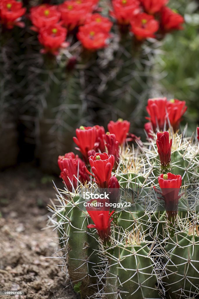 Copo Claret Cato flores (Echinocereus triglochidiatus) - Royalty-free Agulha - Parte de planta Foto de stock