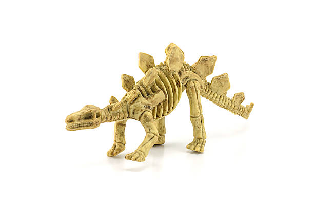 istock Stegosaurus fossil skeleton toy isolated on white 498957125