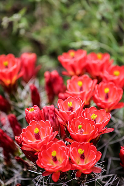copo claret cato flores (echinocereus triglochidiatus) - claret cup imagens e fotografias de stock