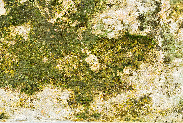 istock Texture of old concrete grunge wall covered with lichen moss 498957265