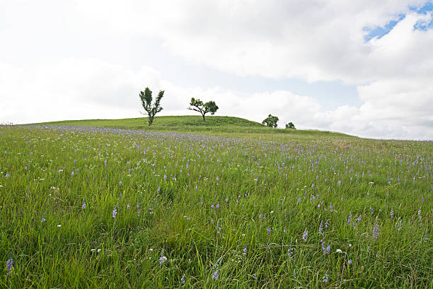 istock Tallgrass Prairie Wildflower Meadow 498971168