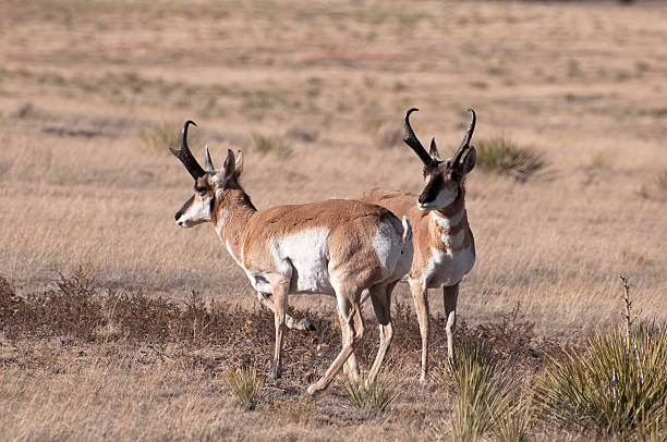 coppia di pronghorns - santa fe trail foto e immagini stock