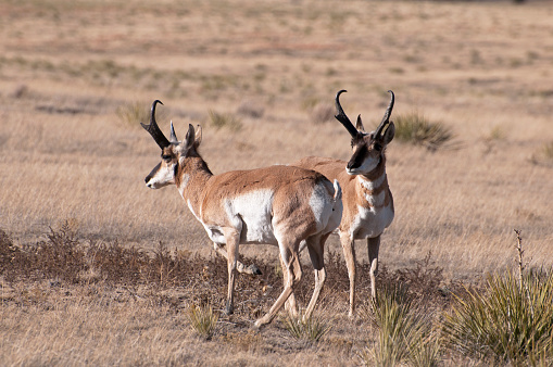 Two pronghorn antelope bucks along the Santa Fe Trail west of Ration, New Mexico.