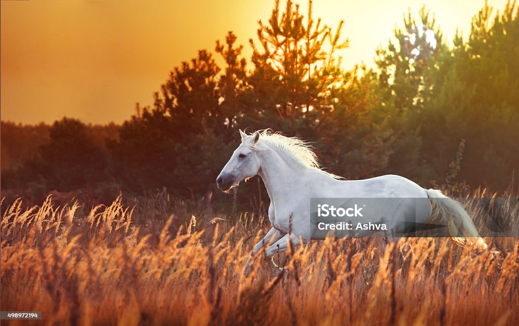 white horse run white horse run left on the sunset and pain-tree background in the tall orange grass Horse Stock Photo