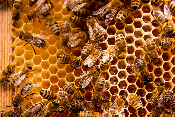 istock Working bees on the yellow honeycomb with sweet honey. 498972420